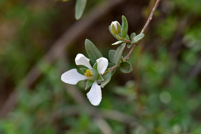 Cliff Fendlerbush is a species native to the southwestern United States. Flowers are white, showy and fragrant. Flowers are mostly solitary although some are in clusters of 2 or 3 on terminal end of branches. Fendlera rupicola 